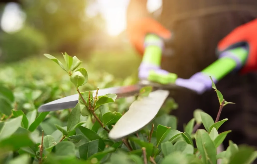garden-landscaping-maintenance-uae.webp