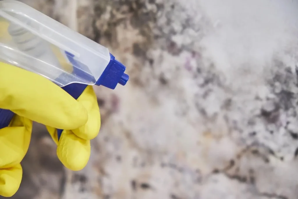 Black mold-removal-in-Dubai