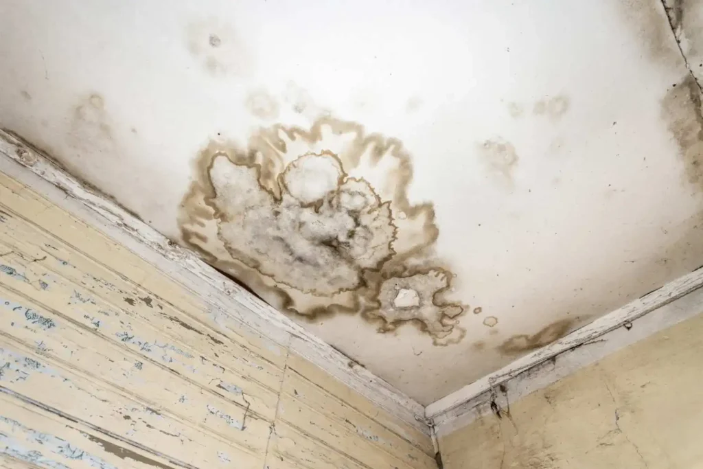 White-mold-cleaning-services-in-Dubai